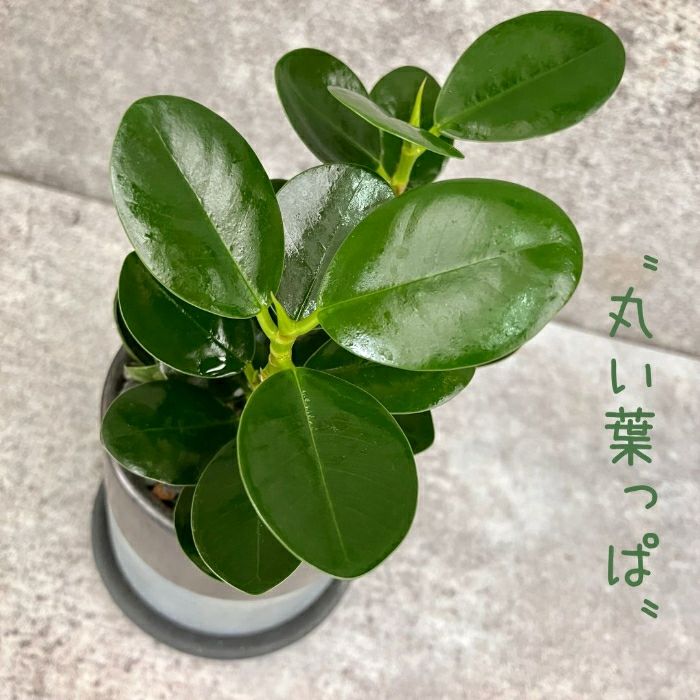 観葉植物現品販売