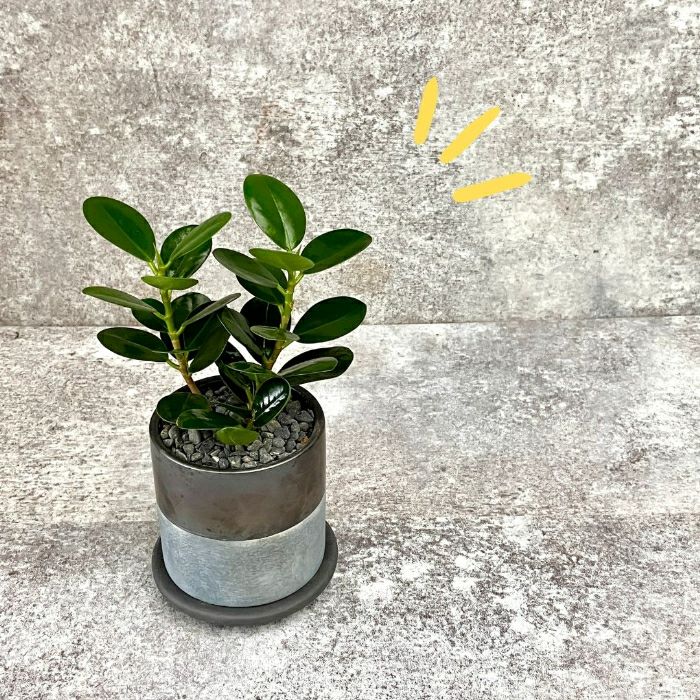 観葉植物現品販売