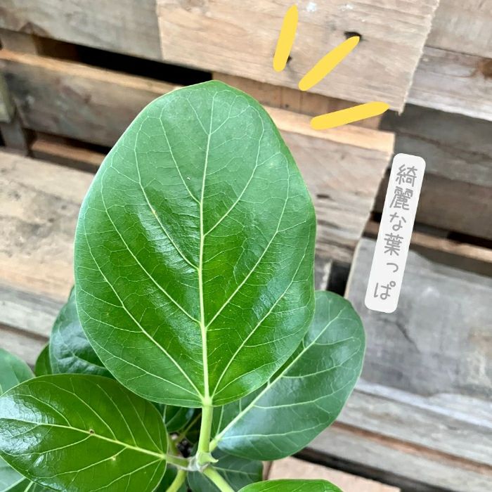 観葉植物現品販売