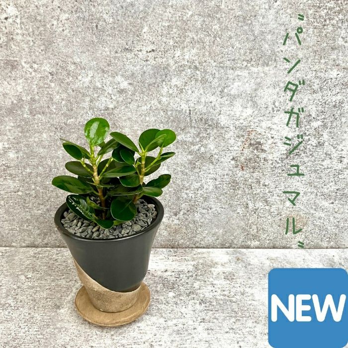 観葉植物現品販売