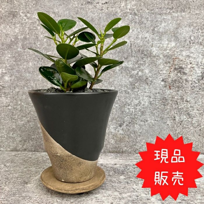 観葉植物現品販売