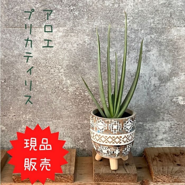 観葉植物現品販売
