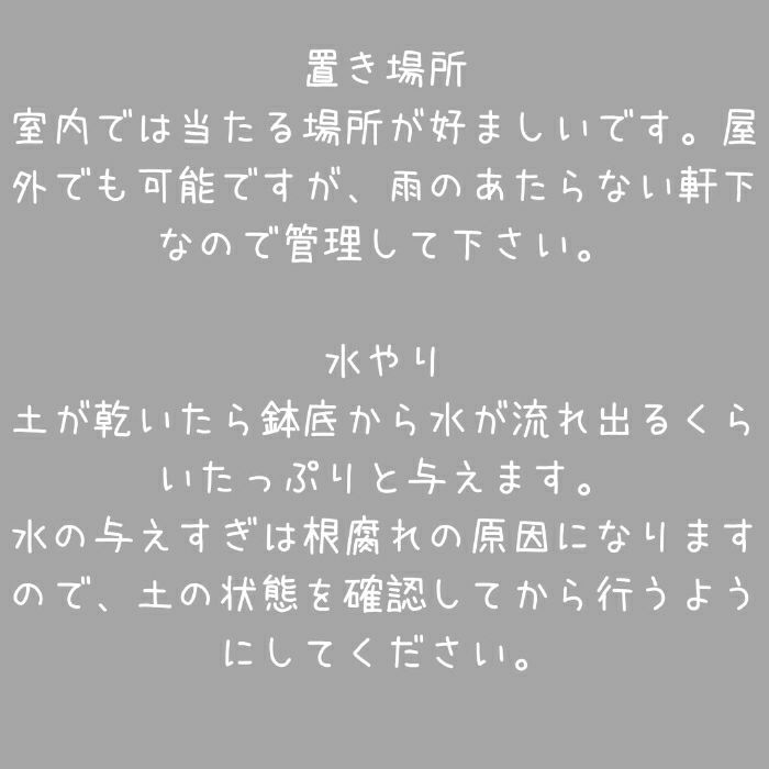 観葉植物現品販売