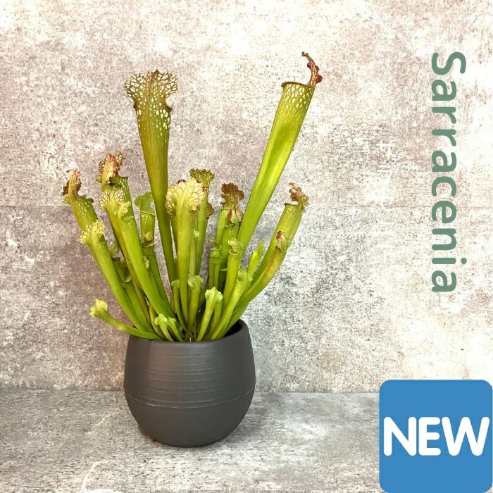 観葉植物現品販売
