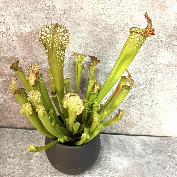 観葉植物現品販売