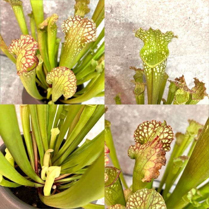 観葉植物現品販売