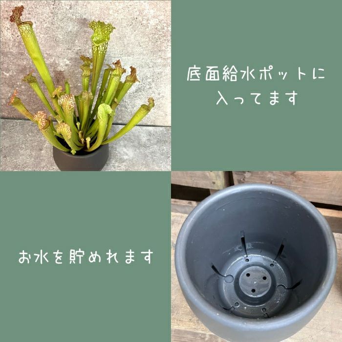 観葉植物現品販売