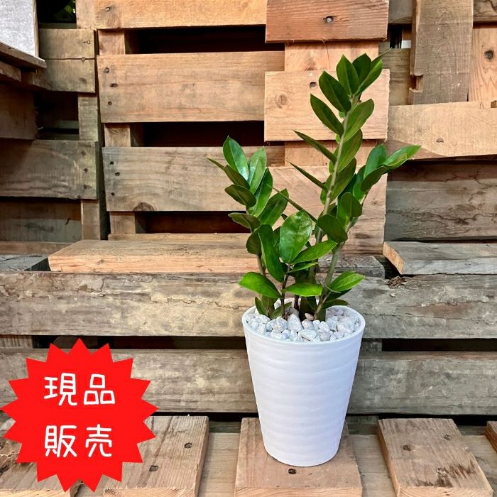 観葉植物現品販売