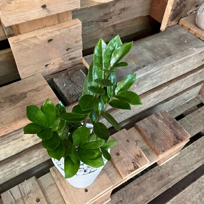 観葉植物現品販売