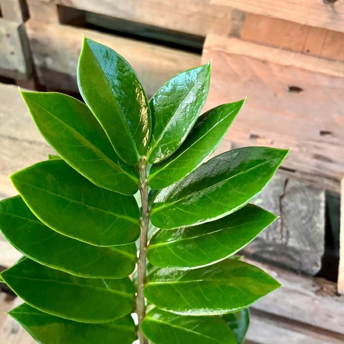 観葉植物現品販売