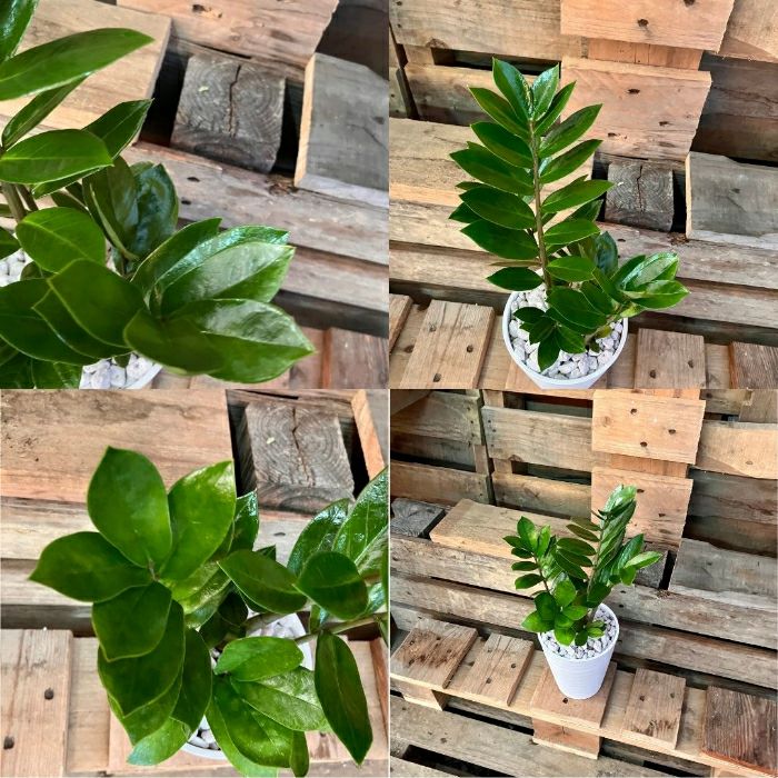観葉植物現品販売