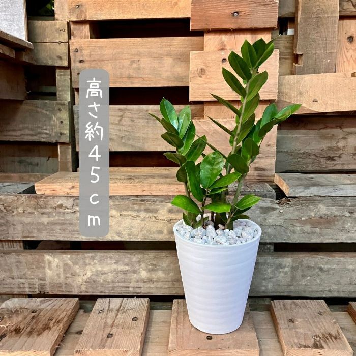 観葉植物現品販売