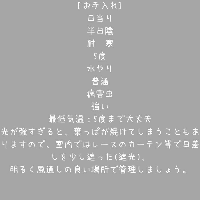 観葉植物現品販売