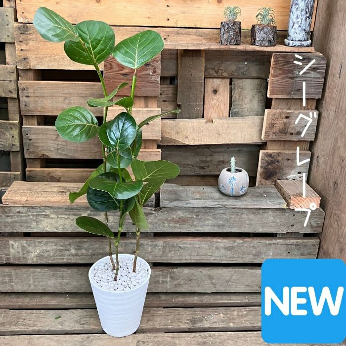 観葉植物現品販売