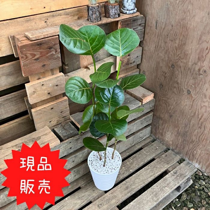 観葉植物現品販売