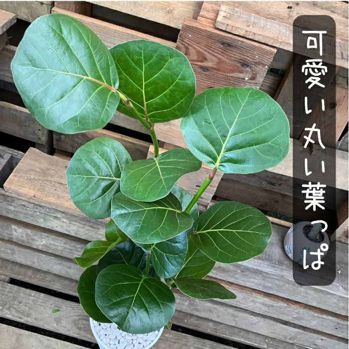 観葉植物現品販売