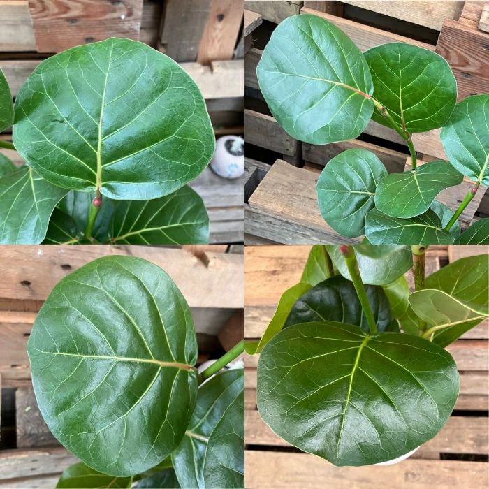 観葉植物現品販売