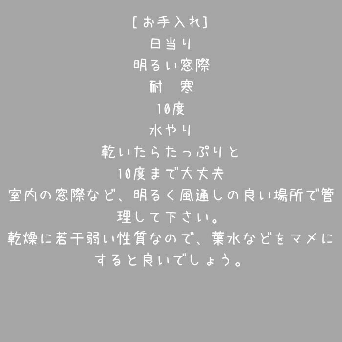 観葉植物現品販売