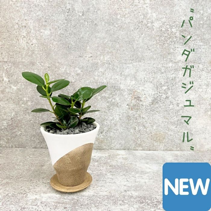 観葉植物現品販売