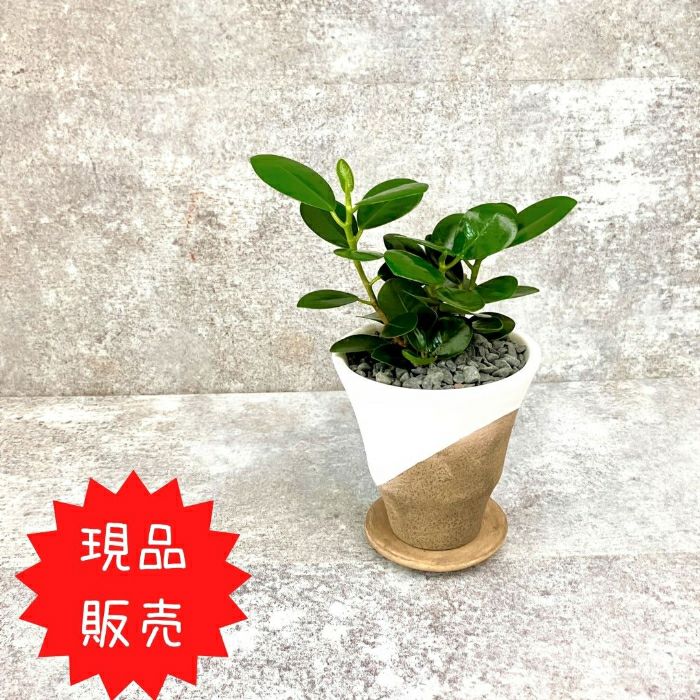 観葉植物現品販売