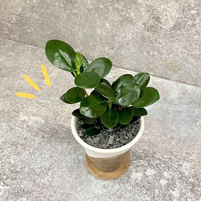 観葉植物現品販売