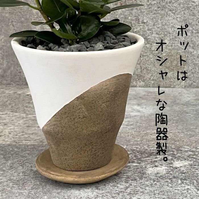 観葉植物現品販売