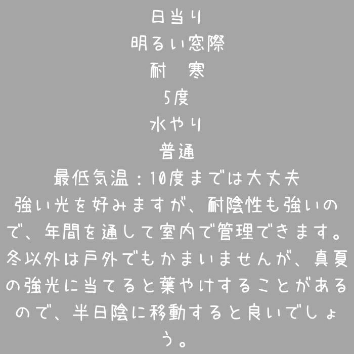 観葉植物現品販売