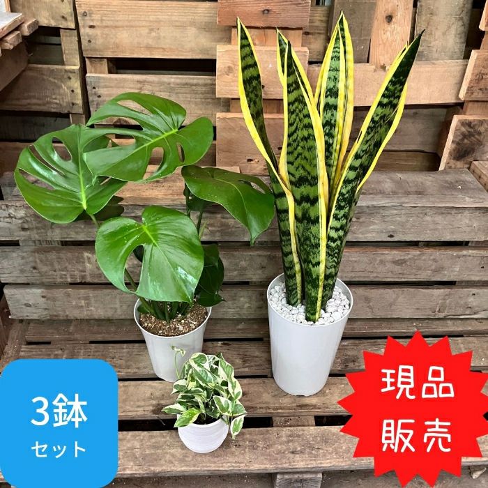 観葉植物現品販売