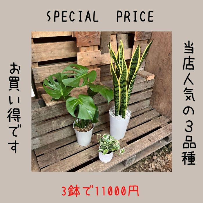 観葉植物現品販売