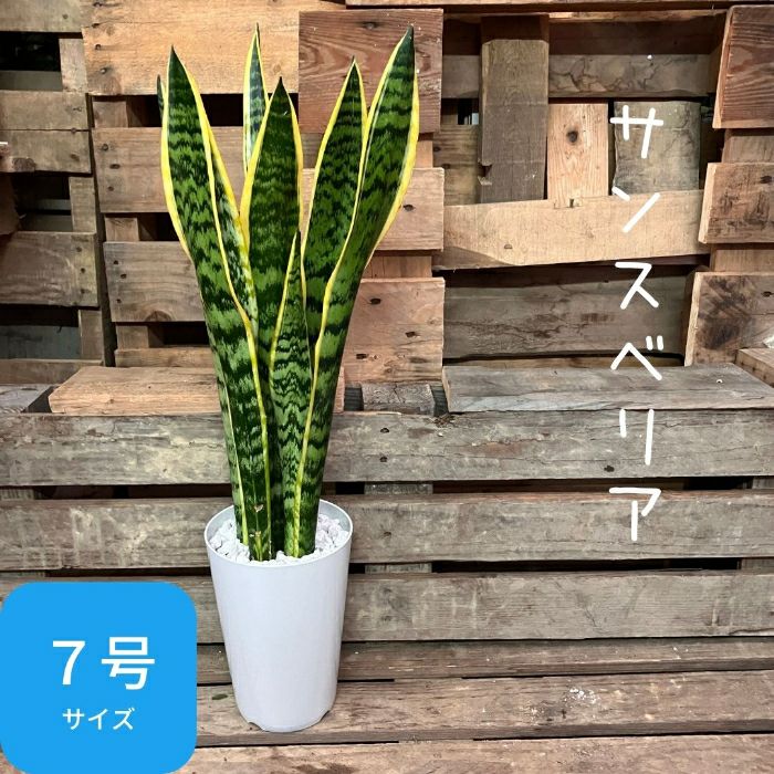 観葉植物現品販売