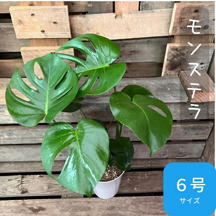 観葉植物現品販売