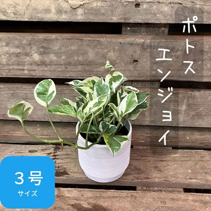 観葉植物現品販売