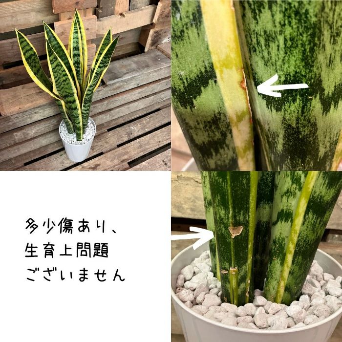 観葉植物現品販売