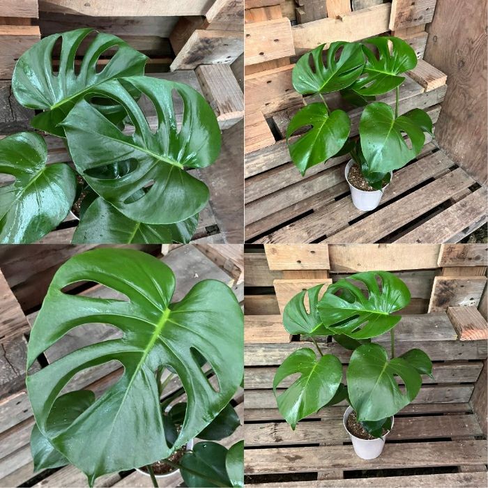 観葉植物現品販売