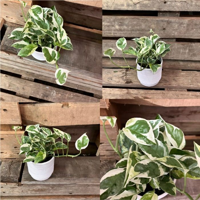 観葉植物現品販売