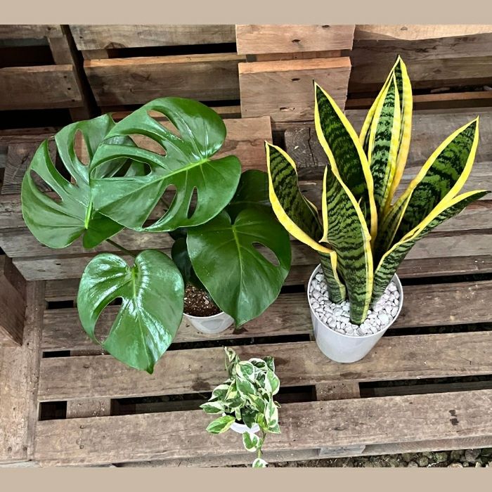 観葉植物現品販売