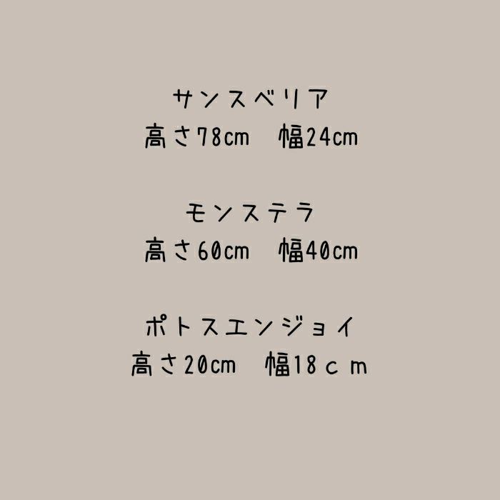 観葉植物現品販売