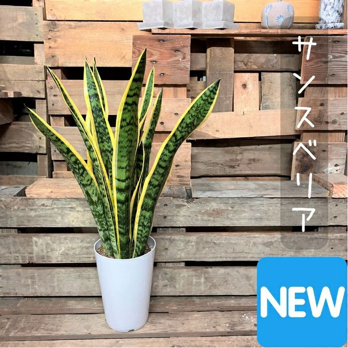 観葉植物現品販売