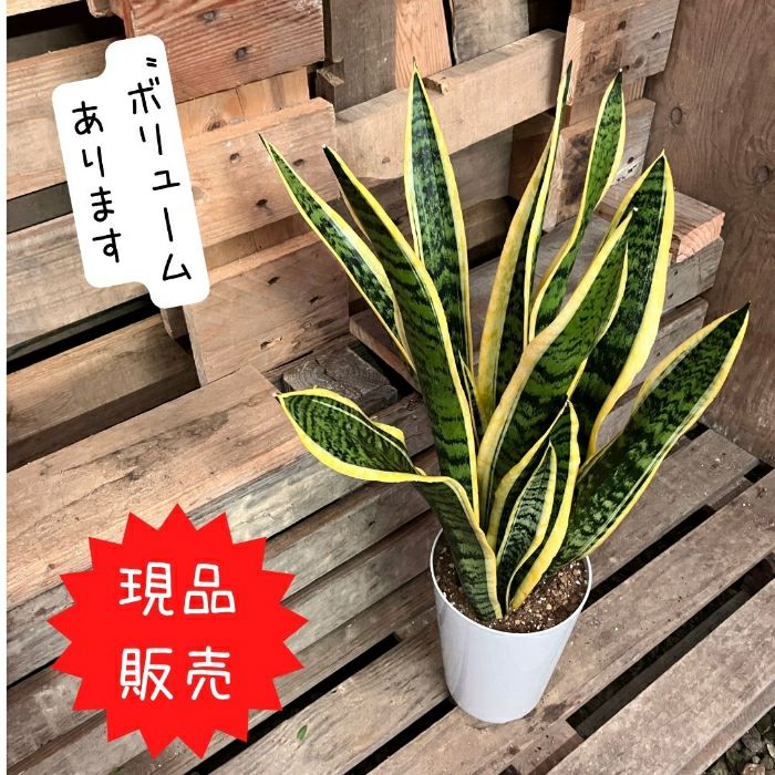 観葉植物現品販売