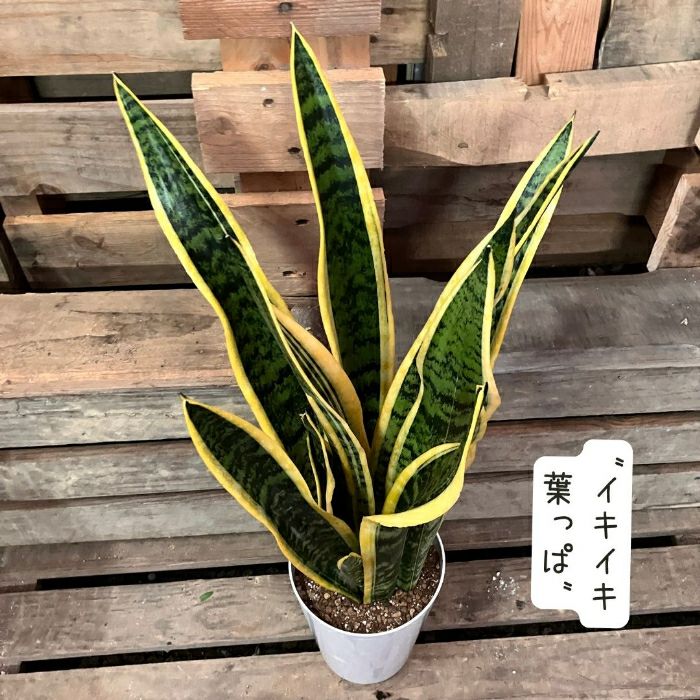 観葉植物現品販売