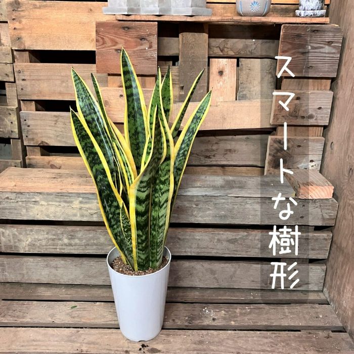 観葉植物現品販売