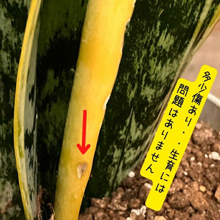 観葉植物現品販売