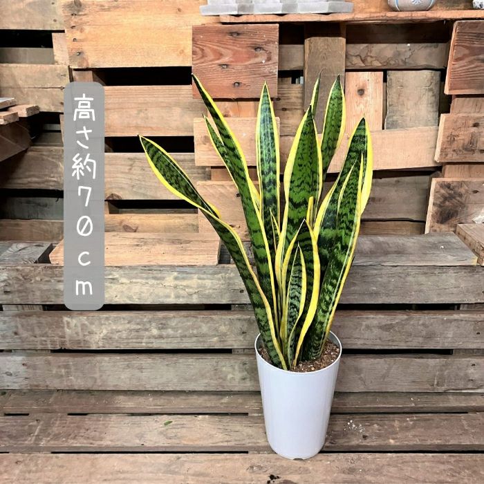 観葉植物現品販売