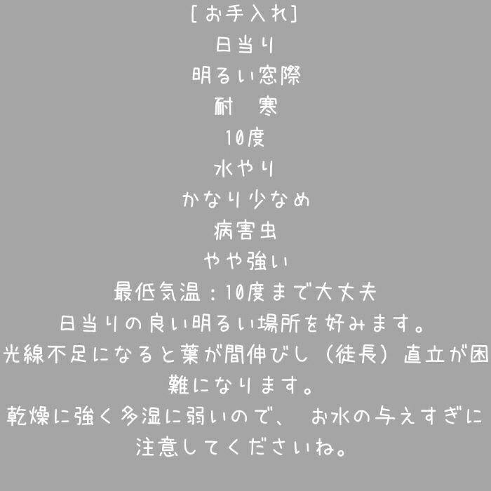 観葉植物現品販売