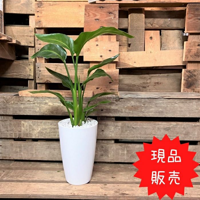 観葉植物現品販売