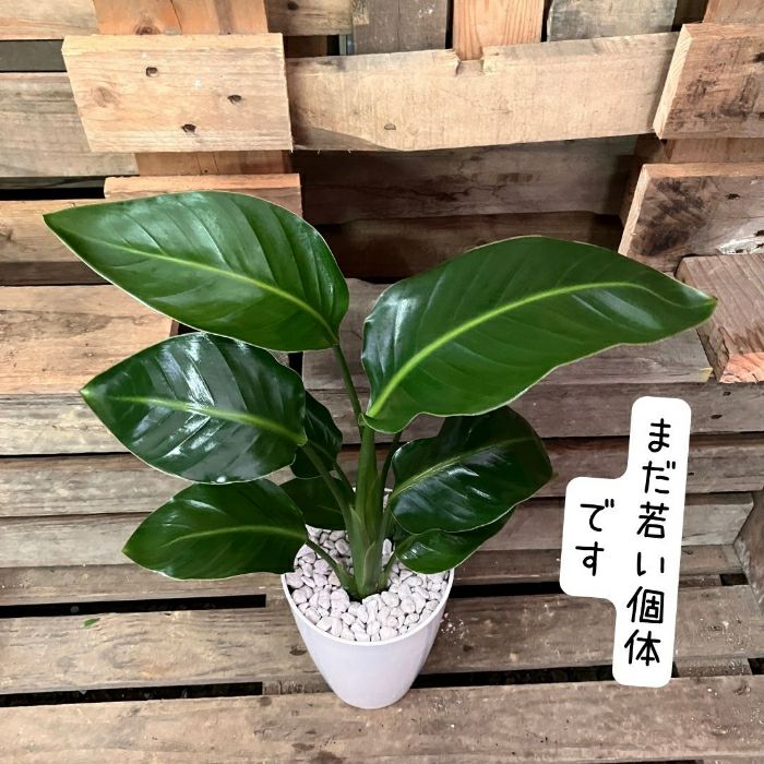 観葉植物現品販売