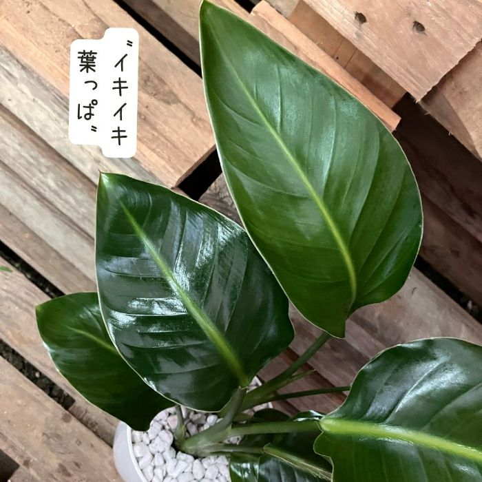 観葉植物現品販売