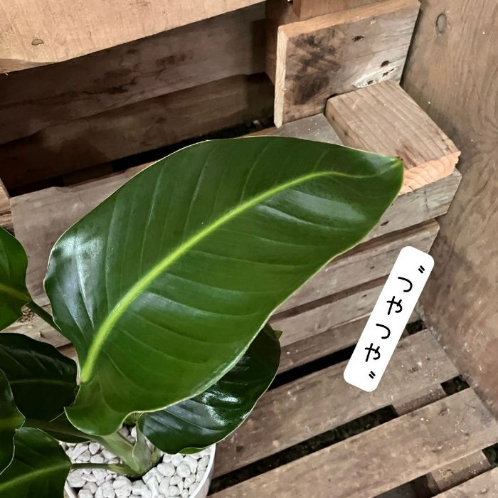 観葉植物現品販売