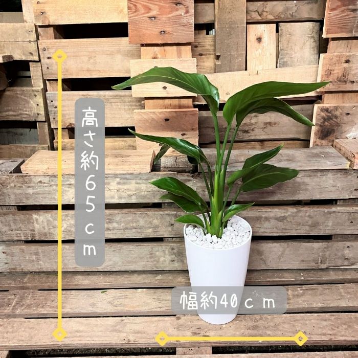 観葉植物現品販売