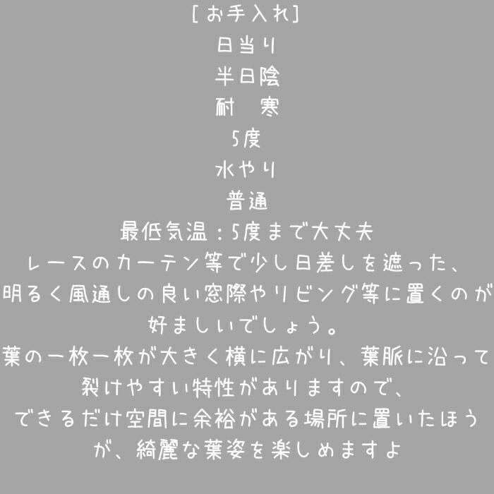 観葉植物現品販売